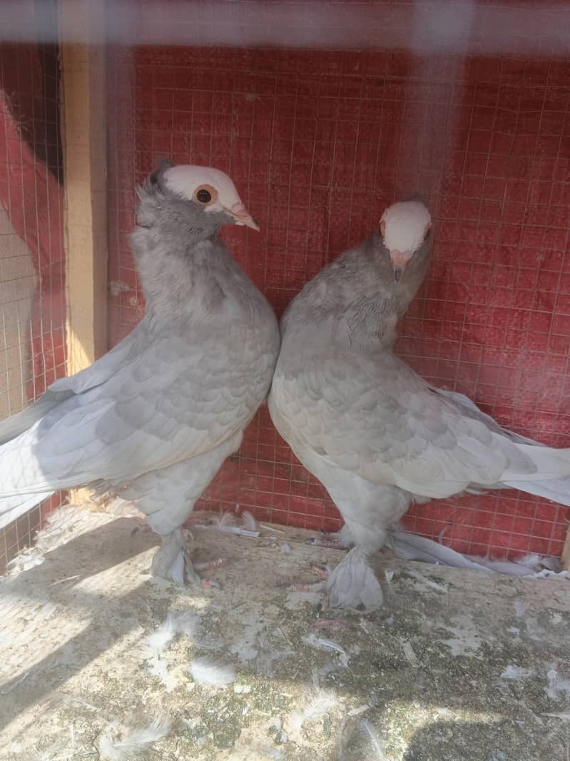 Grey Muki 1