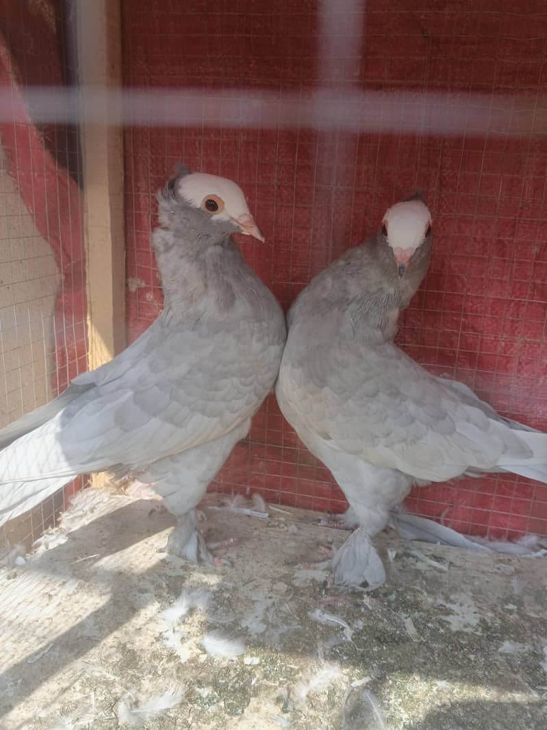 Grey Muki 3