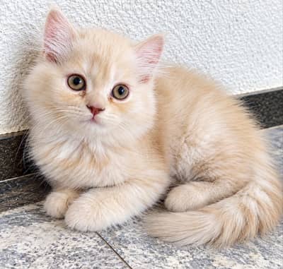 Triple coat Pure Persian Kitten Cats 2.5 Months