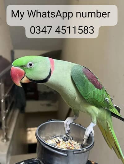 Raw parrot for sale