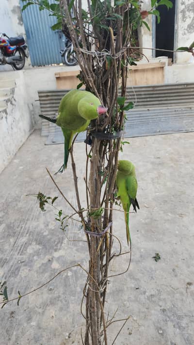 green parrot