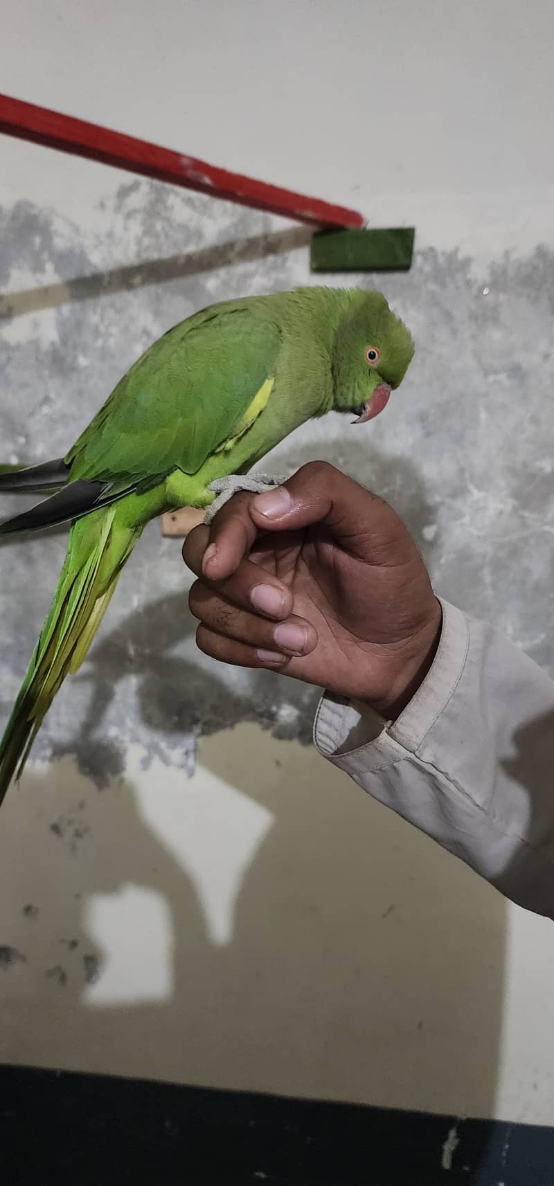 green parrot 1