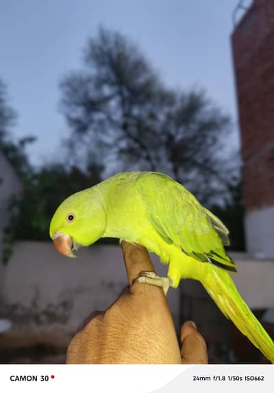 green parrot