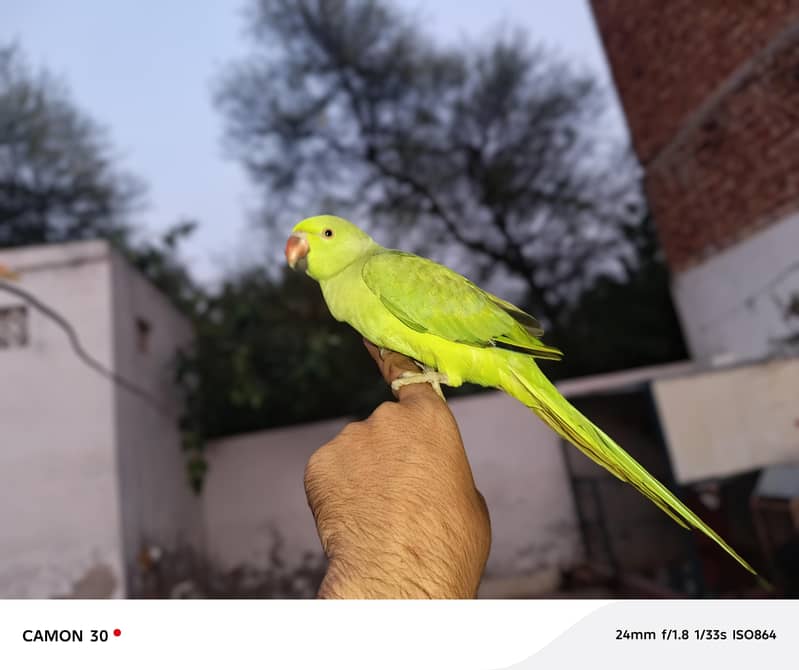 green parrot 19