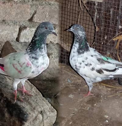 Pigeons pair for sale full active and healthy