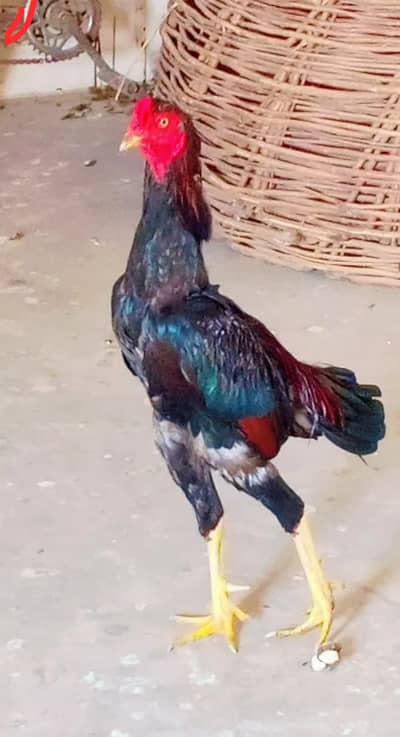 for sale  cargo all Pakistan
