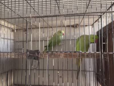 Ringneck breader pair