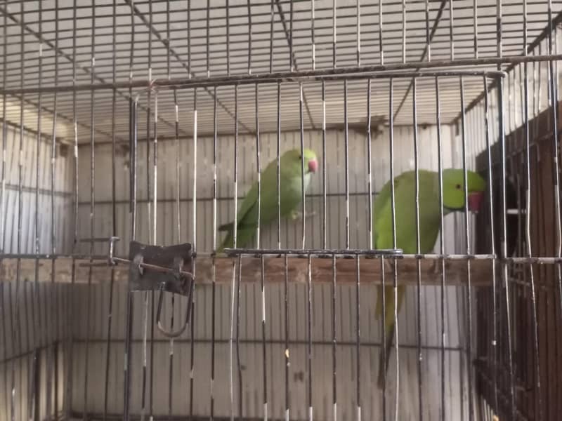 Ringneck breader pair 0