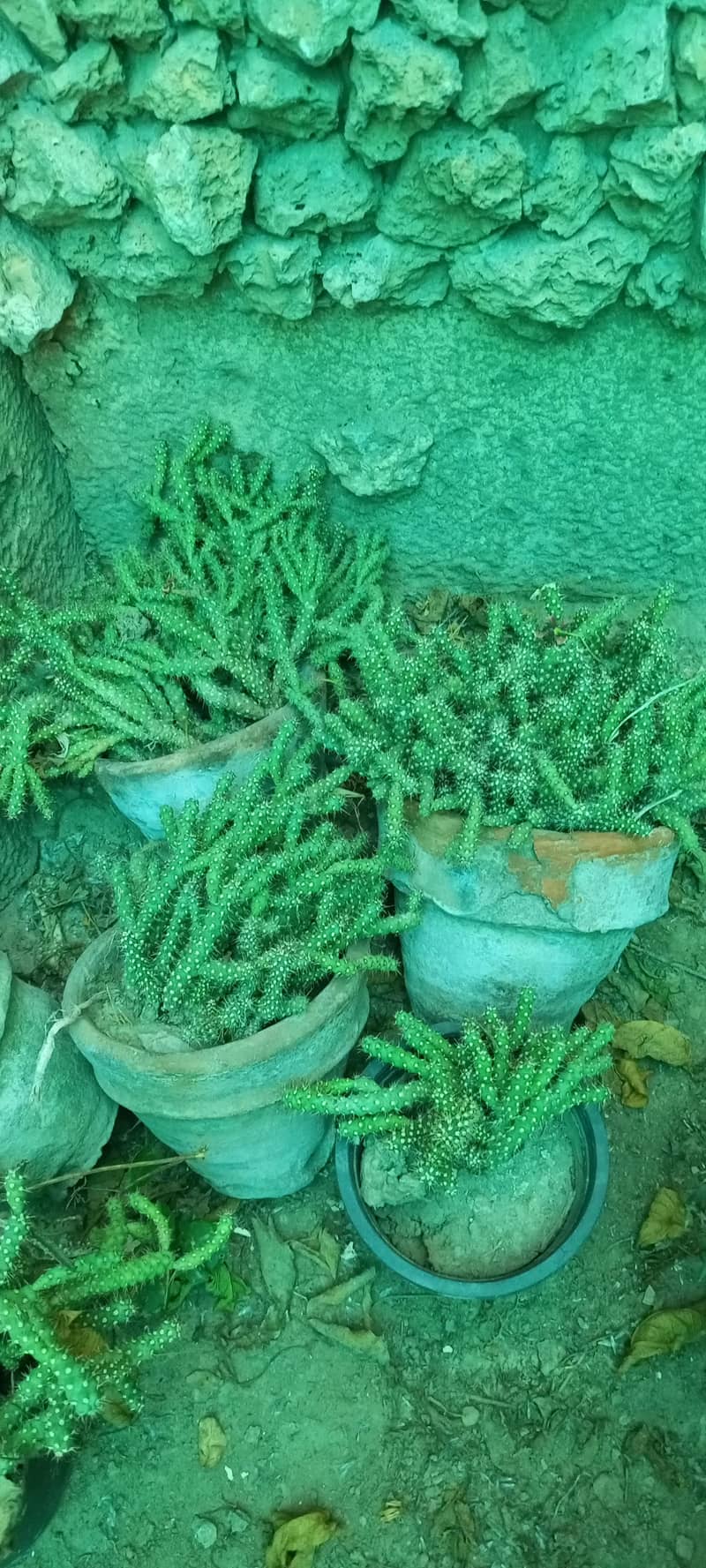cactus plants 0