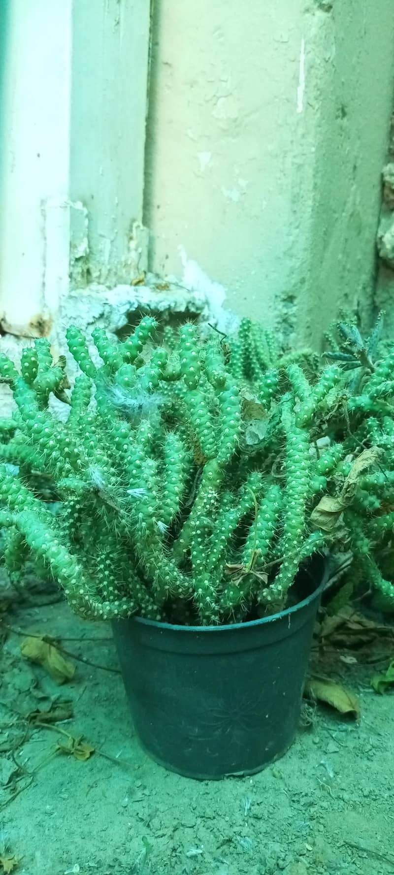 cactus plants 1
