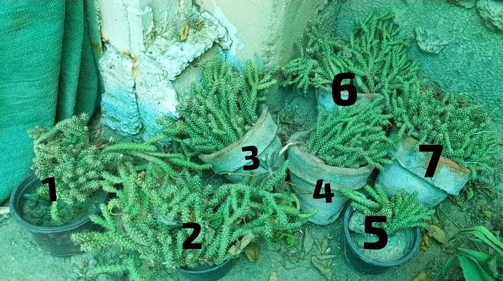 cactus plants 2
