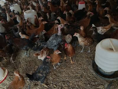 Golden Misri murghi | misri pathiyan _ desi hens | گولڈن مصری چوزے