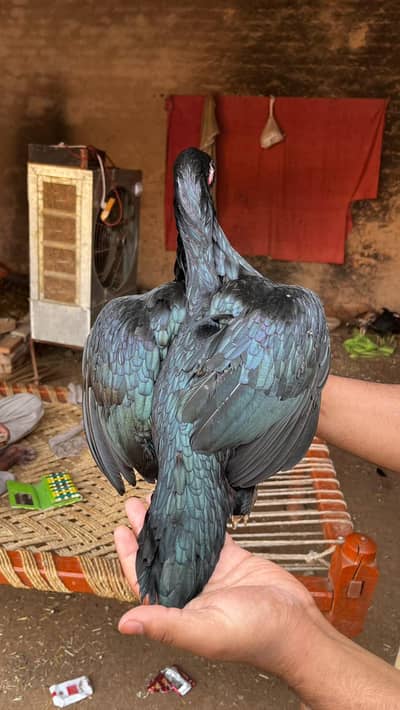 Old Bloodline Lasani breeder . High quality