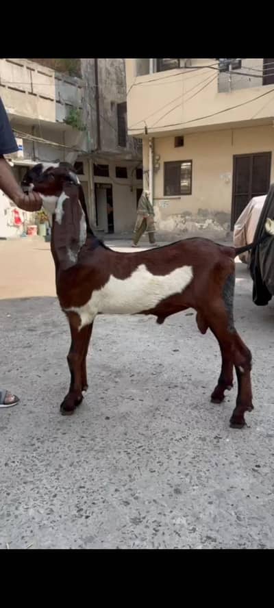 breeder nagra bacha