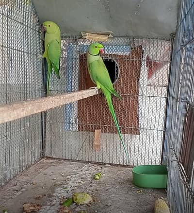 green ringneck