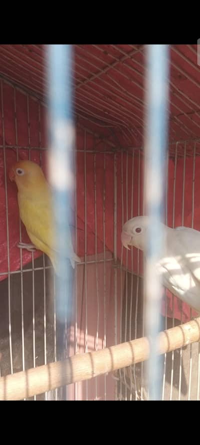 Albino& Crimino Red Eyes