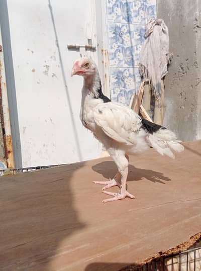 Cross heera chicks