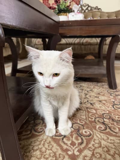 Persian cat for sale