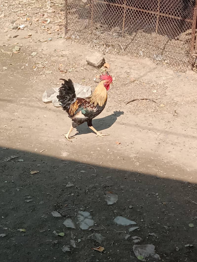 Desi murga 0