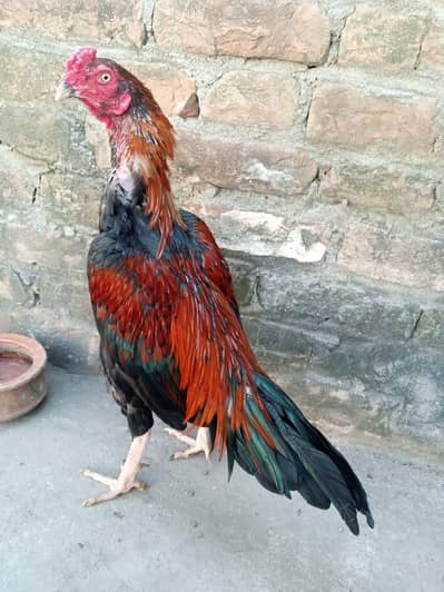 Aseel mainwali lakha patha  for sale 03125493963 W S