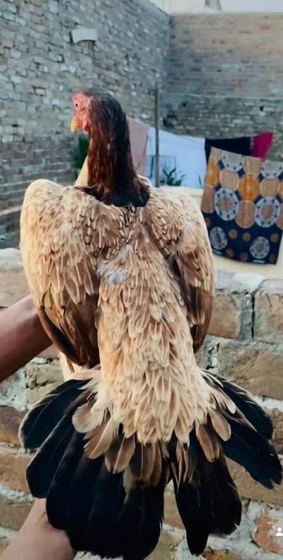 aseel female saf ankh eggs ke liye ready ha