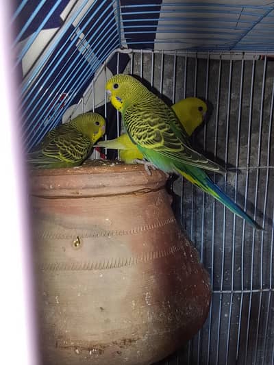 Australian parrot for sale