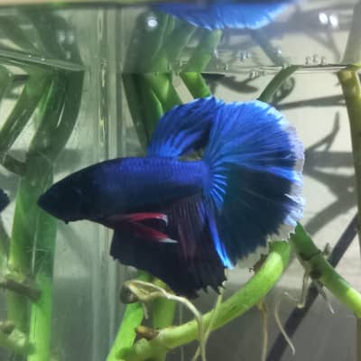 half moon betta fish