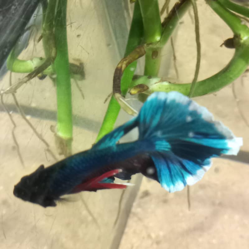 half moon betta fish 1