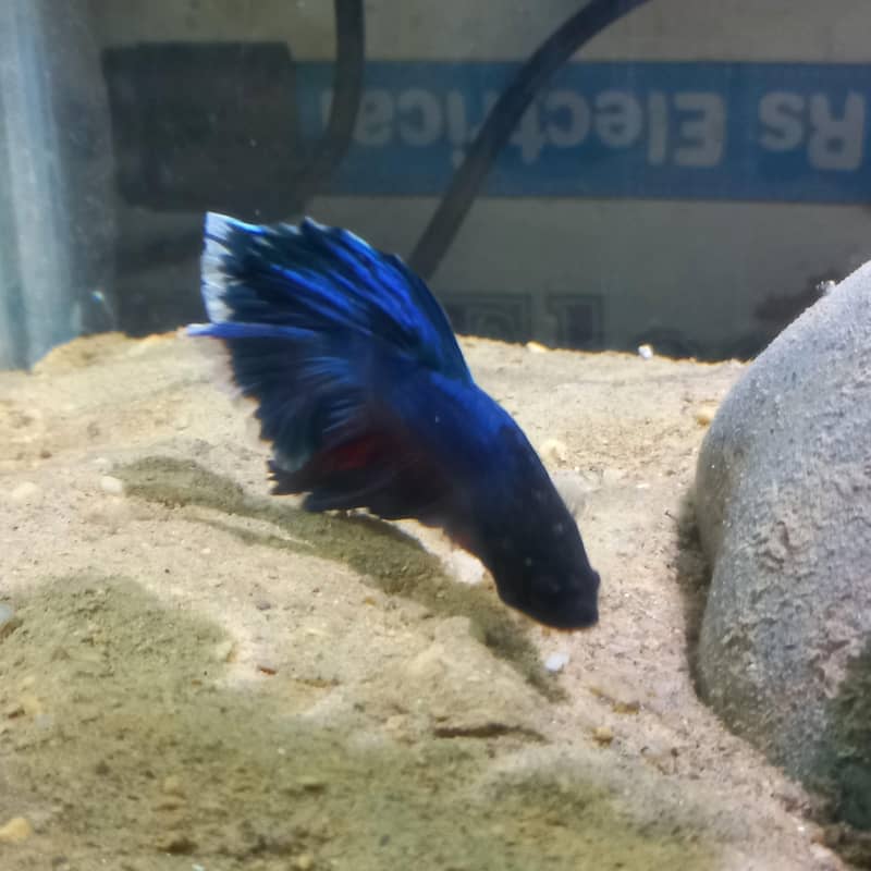 half moon betta fish 5