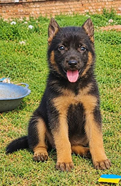 German shepherd Pupps | Long coat German Pupps | GSD Pupps For Sale