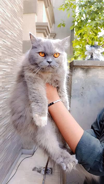Beautiful Grey Persian Cat for Sale | Fluffy Long Hair & Golden Eyes