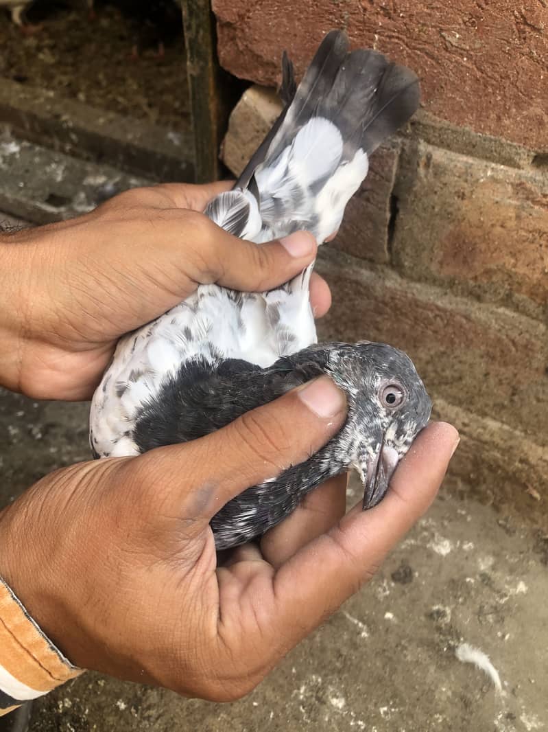 Parwazi kabotar or Breder mix - Pigeons - 1121033305