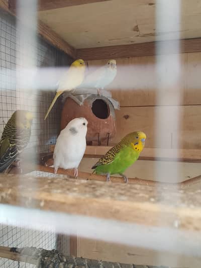 bujies bredr pair