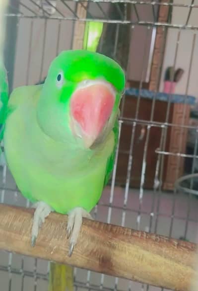RAW parrot couple for sale
