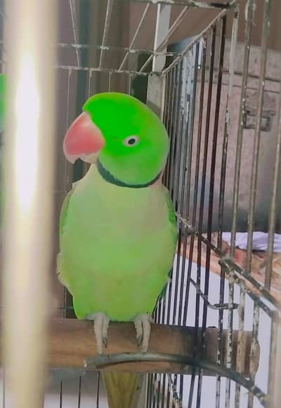 RAW parrot pair for sale