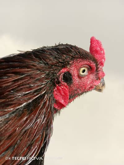 Pure aseel breed lasani mushka cross