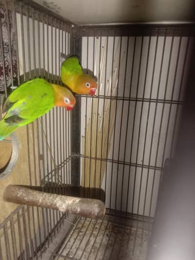 urgent sale 2500