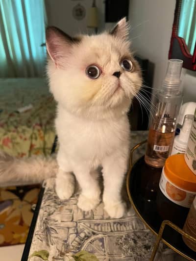 Himalayan Cat || Peke Face || Himalayan Kitten|| Cat For Sale
