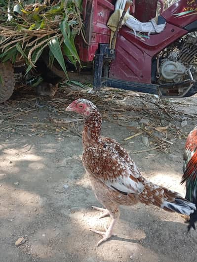 Aseel cheeni maadi for sale