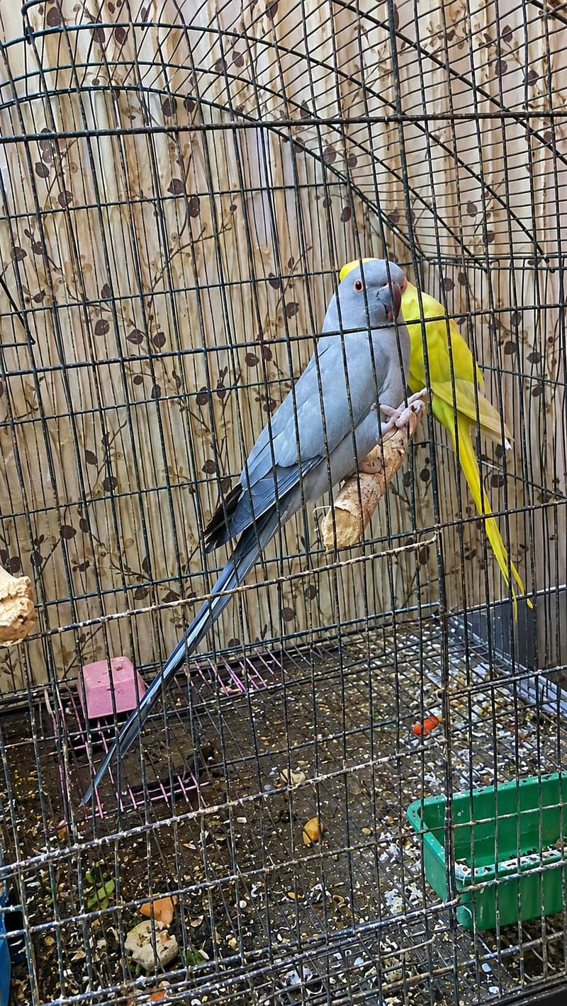 gray female 0