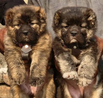 Kurdish kangal / security dog / king kurdish kangal puppies