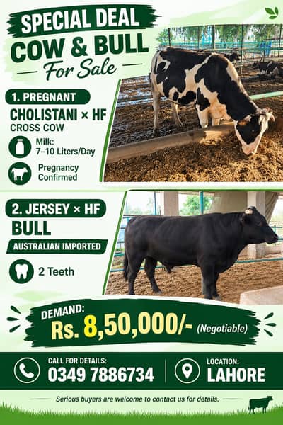 Cow | Bull | Cholistani Friezen Cow | Jersy Bull | Cow / Bull For Sale