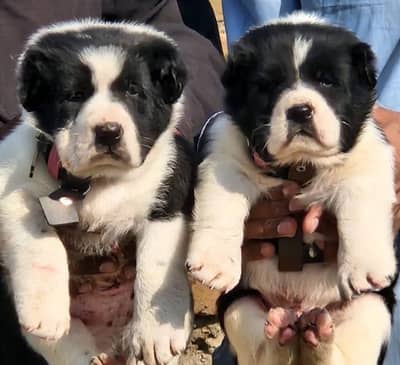 ​Top Quality King Alabai Puppies Pair - 2 Months Old