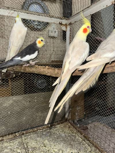 Visual Fellow Exibition Cocktail Breeder Males 03114333791