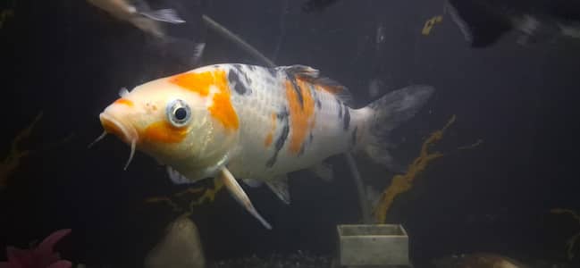 koi fish big size  for sale