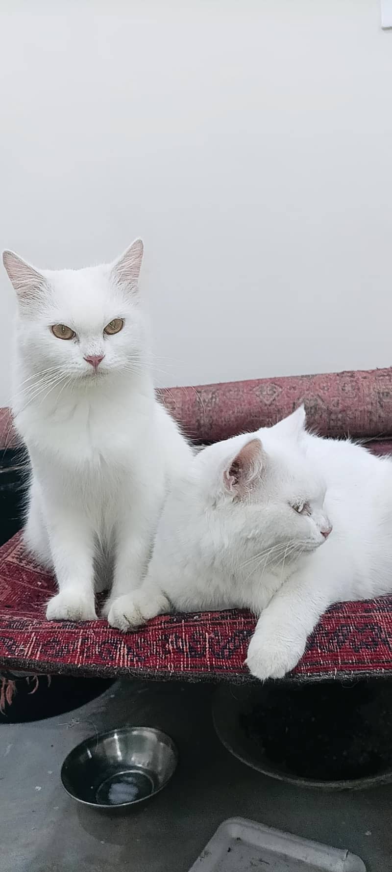 catcats with 0