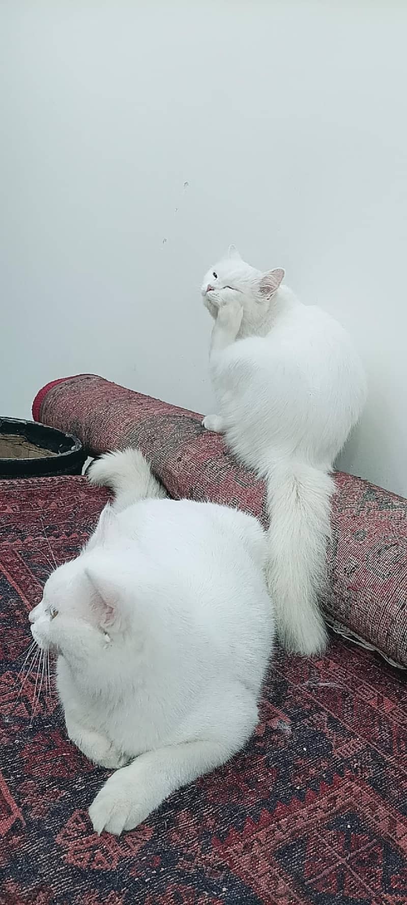 catcats with 3