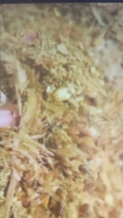 silage for sale