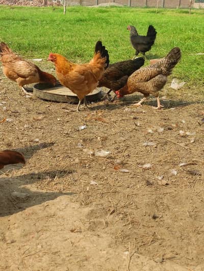 Ando wali Murgiya golden Misri desi murgiya Starter Hens