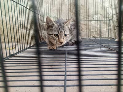 Cute little kitten for sale (not trained)